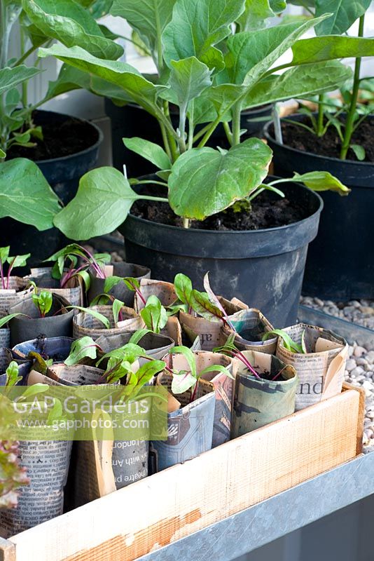 Beta vulgaris - Mangold seedlings in newspaper pots - Chelsea Flower Show 2009
