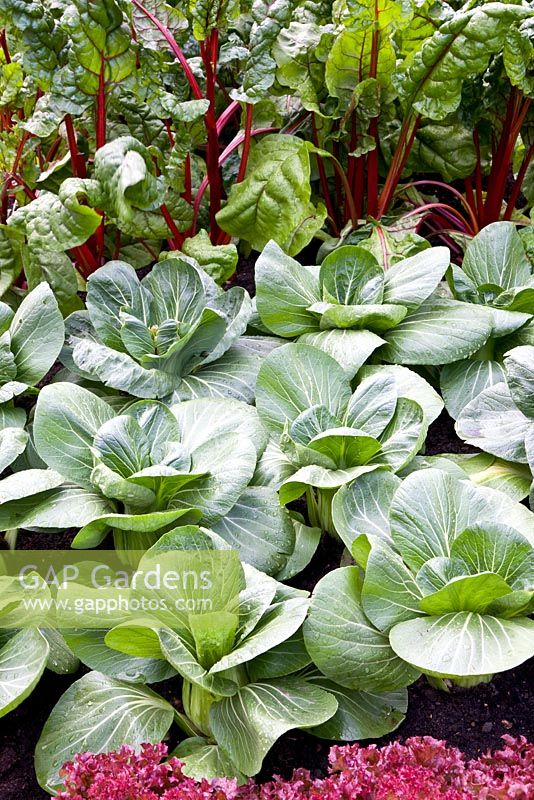 Pak choi and chards - Chelsea Flower Show 2009