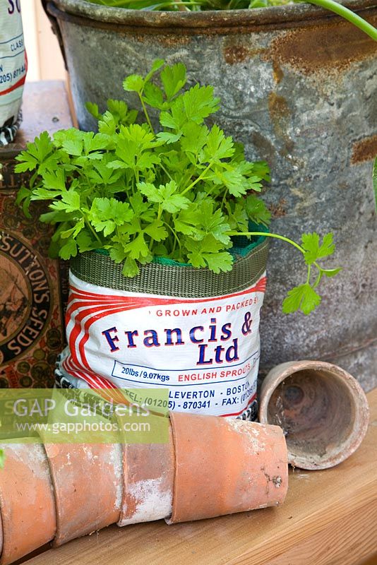 Parsley growing in recycled pot - Chelsea Flower Show 2009