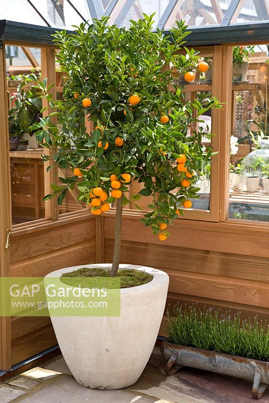 Potted Citrus growing in a greenhouse - Chelsea Flower Show 2009