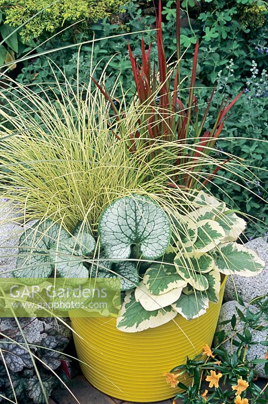 Round leaved variegated Brunneras contrasted with grass and sedge in a yellow Tubtrug - Brunnera macrophylla 'Dawson's White' and 'Jack Frost' with Carex brunnea 'Jenneke' and Japanese Blood Grass, Imperata cylindrica 'Rubra'