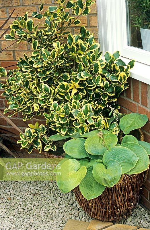 Ilex aquifolium 'Golden King' with Hosta glauca 'Elegans' in a wicker basket, softening the brickwork at the base of a house wall