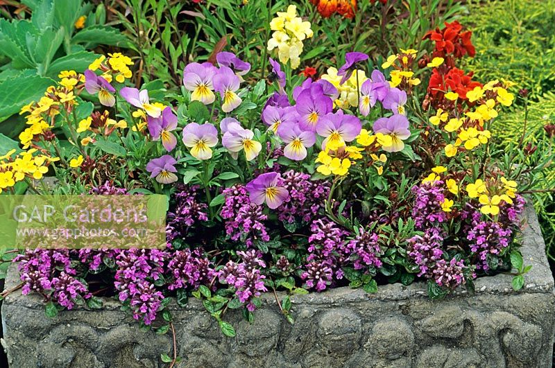 Spring miniatures in a stone trough - Erysimum 'Moon light', Viola and edged with Ajuga reptans 'Pink Elf'
