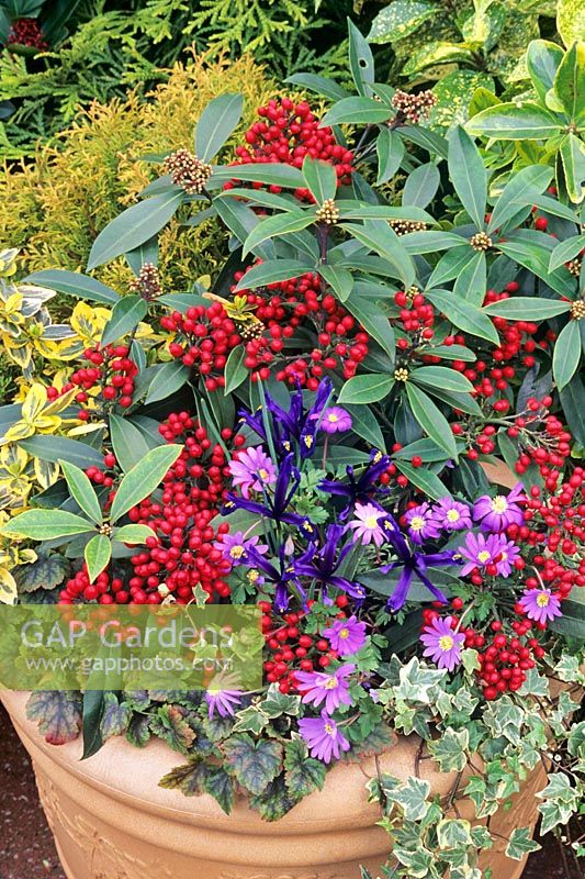 Container of winter evergreens and berries with dwarf bulbs - Skimmia reevesiana with Euonymus 'Emerald 'n' Gold', Tiarella 'Tiger Stripe', Hedera 'Glacier', Iris reticulata and Anemone blanda