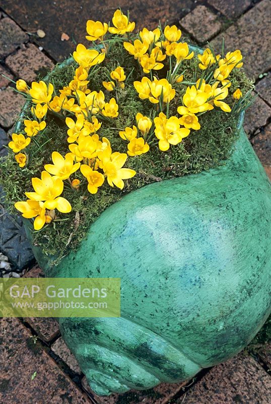 Giant terracotta snail shell planted with Crocus 'Mammoth Yellow' and mulched with moss