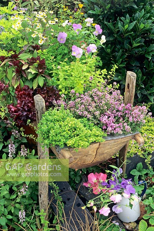 Herbs and salads growing in an old wooden trough used as a bushel measure for grain - Thyme, golden marjoram, Thai basil, parsley, golden feverfew and pansies with a jug of sweet peas below