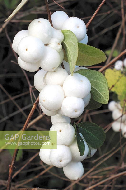 Symphoricarpos albus 'White Hedge' - Snowberry                              