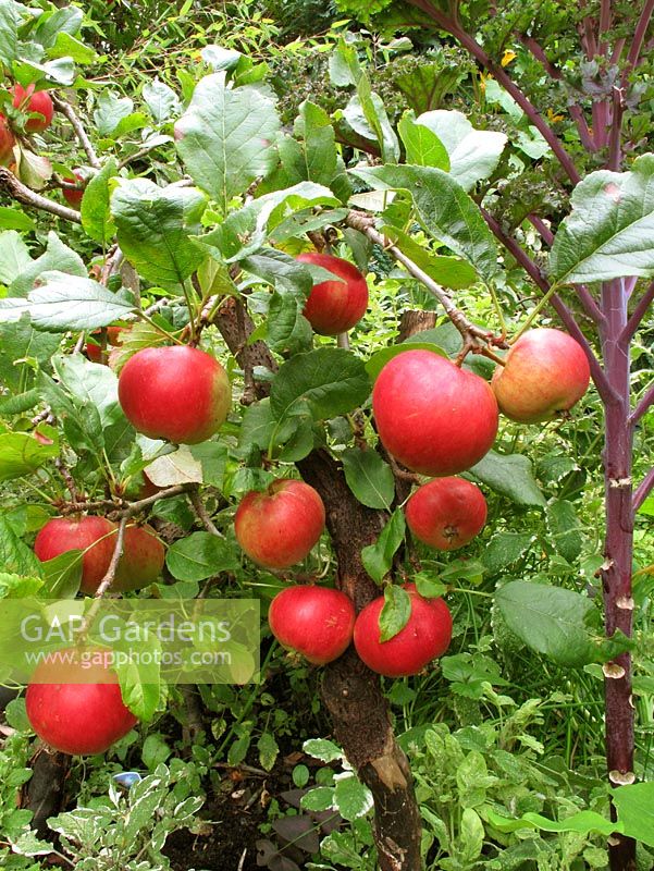 Dessert apple 'Red Devil' grown on a dwarfing rootstock and weighed down with fruit. A rustic prop has been provided to prevent the branches snapping                              