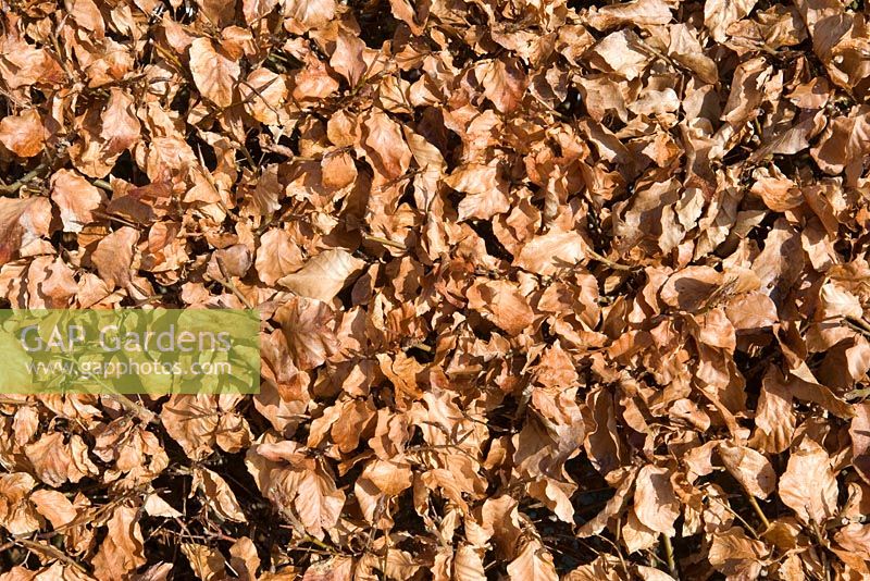 Beech hedge with retained leaves in Winter