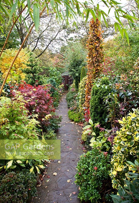 Path leading to Summerhouse in Japanese style garden in autumn with Acers and many deciduous trees, shrubs, and conifers grown for their foliage, some showing stunning autumnal tints and hues - Four Seasons Garden NGS, Walsall, Staffordshire 