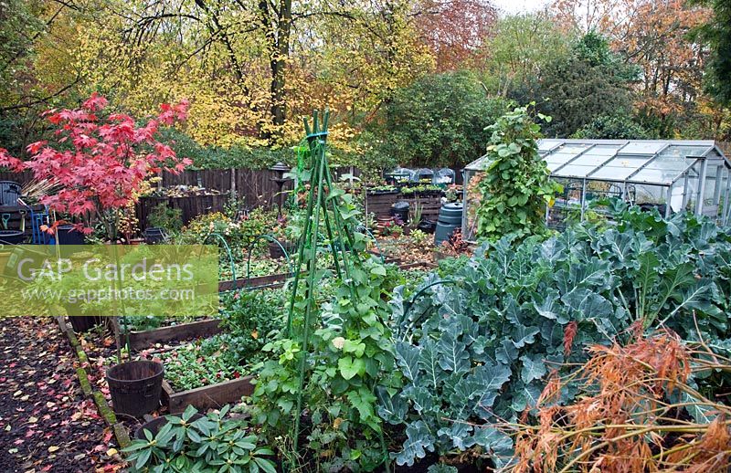 Kitchen garden in autumn with Acers, many deciduous trees, shrubs, some showing stunning autumnal tints and hues - Four Seasons Garden NGS, Walsall, Staffordshire 