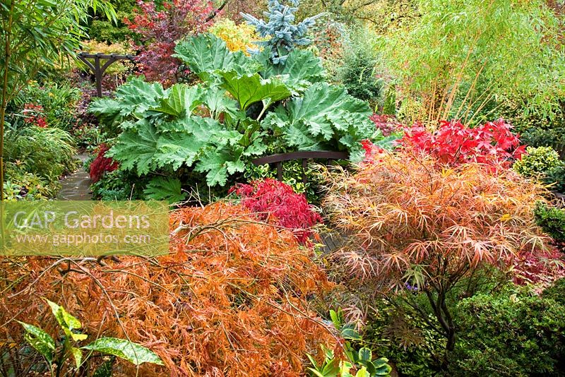 Acers and many evergreens, Gunnera, Conifers, deciduous trees and shrubs grown for their foliage, showing stunning autumnal tints and hues - Four Seasons Garden NGS, Walsall, Staffordshire 