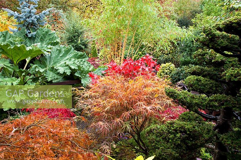Acers and evergreens, conifers, deciduous trees and shrubs grown for their foliage, showing stunning autumnal tints and hues - Four Seasons Garden NGS, Walsall, Staffordshire 