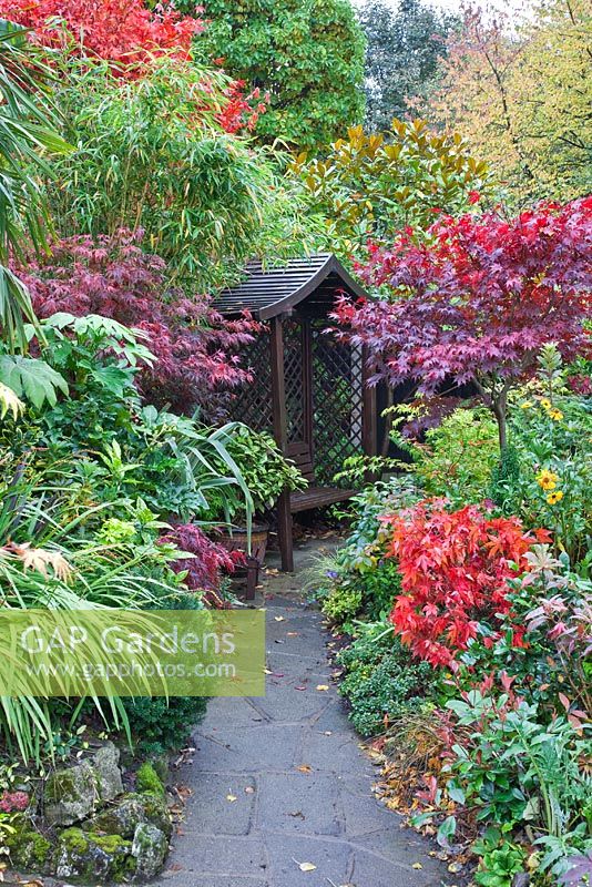 Path leading to arbor in Japanese style garden in autumn with Acers and many deciduous trees, shrubs and conifers grown for their foliage, some showing stunning autumnal tints and hues - Four Seasons Garden NGS, Walsall, Staffordshire 