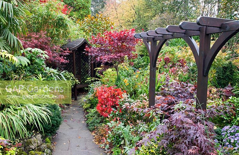 Path leading to arbour and Pergola in Japanese style garden in autumn with Acers and many deciduous trees, shrubs and conifers grown for their foliage, some showing stunning autumnal tints and hues - Four Seasons Garden NGS, Walsall, Staffordshire 