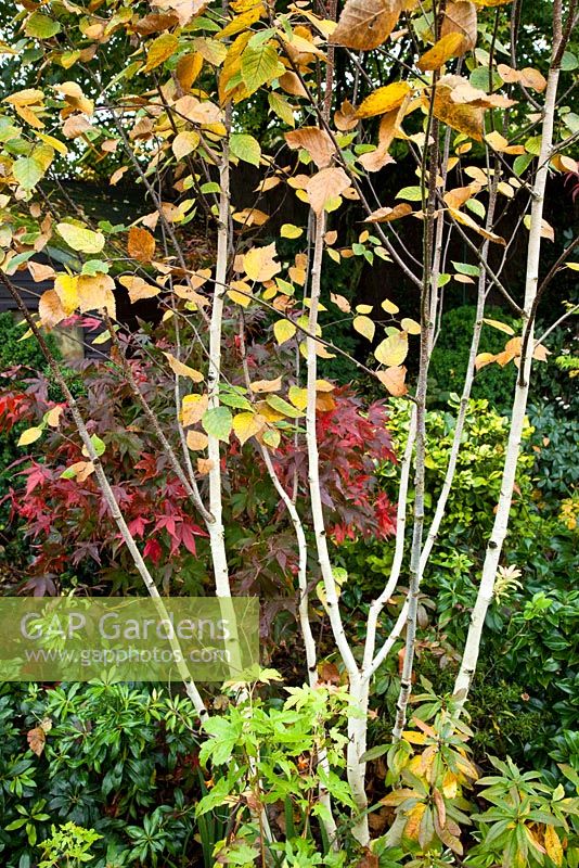 Betula jacquemontii, multi stem in Autumn - Four Seasons Garden NGS, Staffordshire