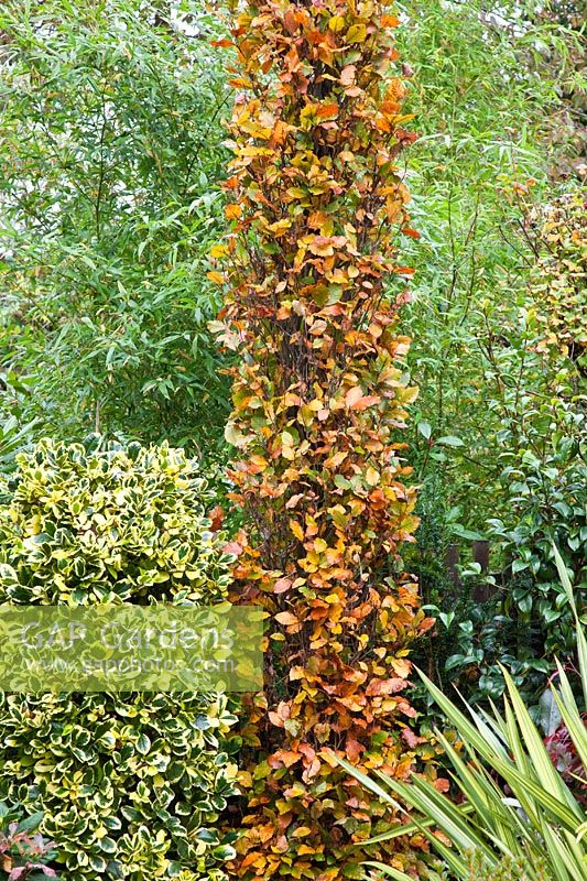 Columnar Fagus sylvatica 'Dawyck Gold' in autumn - Four Seasons Garden NGS, Staffordshire