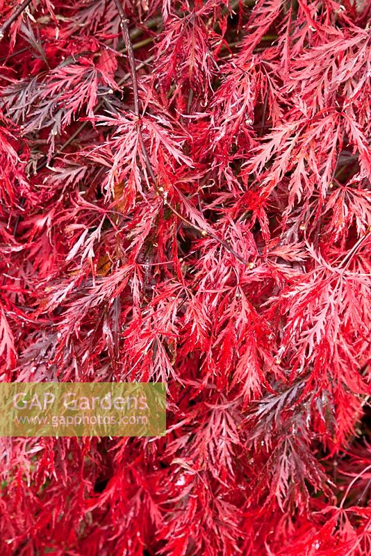 Acer palmatum dissectum 'Crimson Queen' - Weeping Red Laceleaf, Cutleaf or Threadleaf Japanese Maple