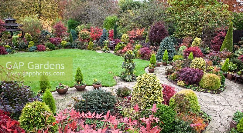 Acers, deciduous trees and shrubs grown for their foliage, showing stunning autumnal tints and hues with wide variety of evergreens and conifers around lawn - Four Seasons Garden NGS, Walsall, Staffordshire 