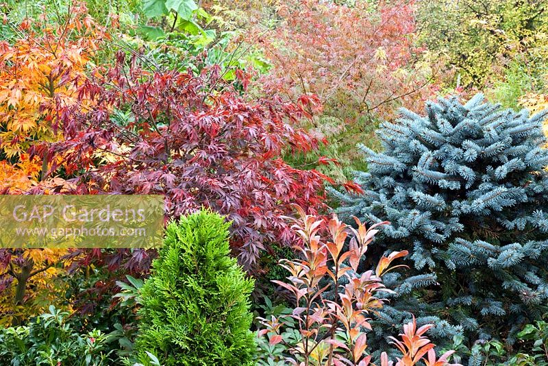 Acers, conifers, deciduous trees and shrubs grown for their foliage, showing stunning autumnal tints and hues - Four Seasons Garden NGS, Walsall, Staffordshire 