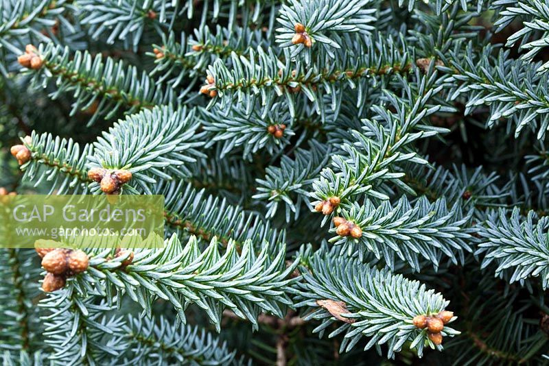 Abies pinsapo 'Glauca' in autumn at Four Seasons Garden NGS, Walsall, Staffordshire