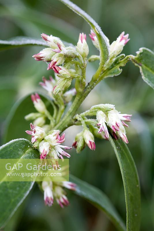 Emerging flowers of Sarcococca hookeriana var. hookeriana with frost