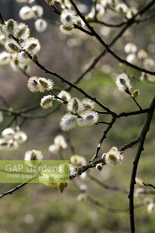 Catkins of Salix caprea -Goat Willow in Spring