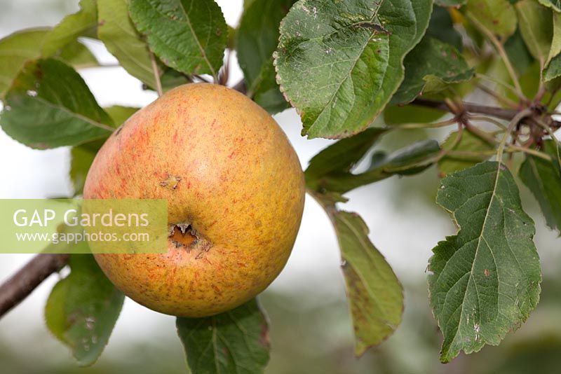 Apple 'Dutch Mignonne'