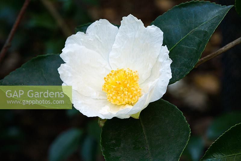 Camellia sasanqua 'Fuji-no-mine'
