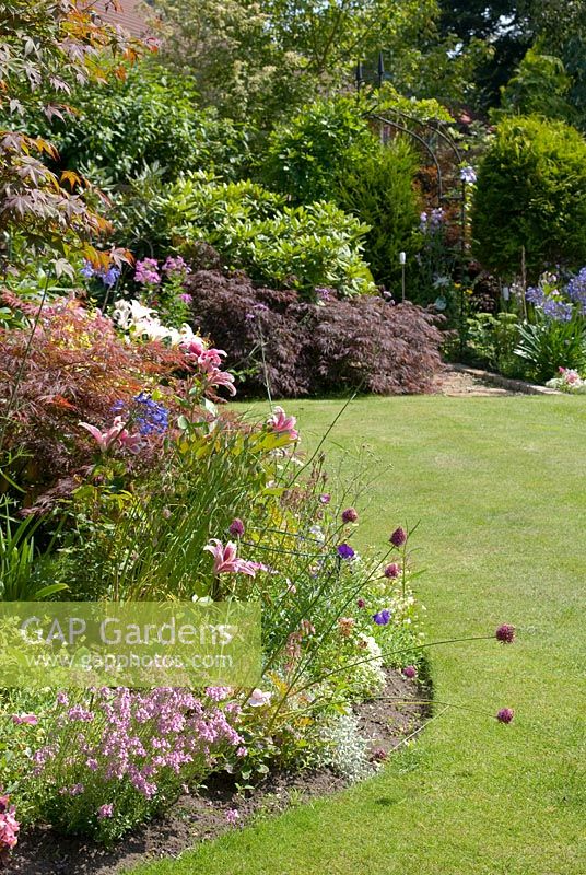 Colourful back garden in summer with lawn edged by mixed borders of Acer palmatum var dissectum, Nemesia 'Amelie', Agapanthus, Lilium, Allium sphaerocephalon and bedding plants - Woodlands, NGS garden, Lancashire