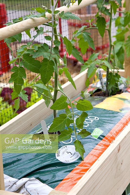 Tomatoes growing in grow bag with plant supports - Chelsea Flower Show 2009
