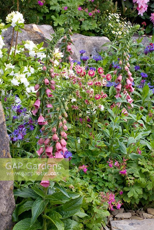 Digitalis x mertonensis, Centaurea, Geranium macrorrhizum 'Bevan's Variety' and Aqulegia 'Nora Barlow, -  The HESCO Garden Chelsea Flower Show, 2009