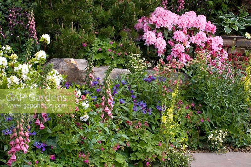 Rhododendrons,Digitalis x mertonensis, Centaurea, Geranium macrorrhizum 'Bevan's Variety' and Aqulegia 'Nora Barlow, - The HESCO Garden Chelsea Flower Show, 2009