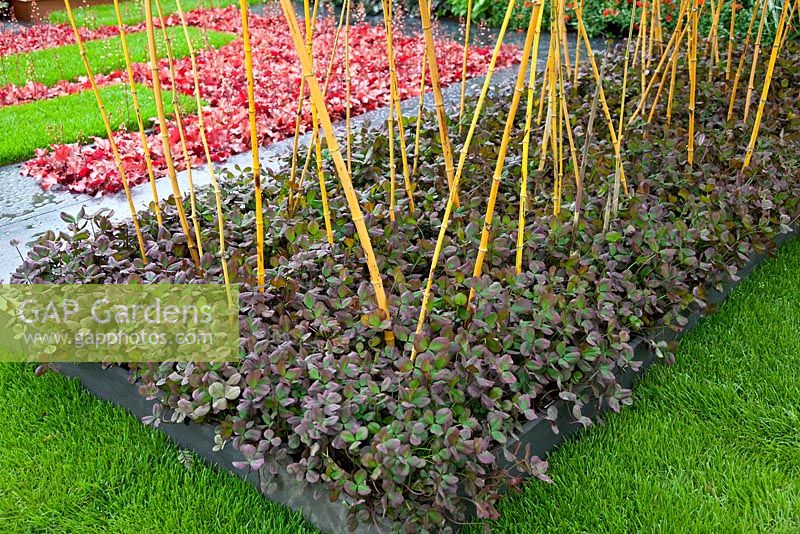 Bamboo underplanted with Clover oxalis in raised rectangular bed - The PSI Nursery Garden, sponsored by PSI Nursery - Silver Flora medal winner for Urban Garden at RHS Chelsea Flower Show 2009