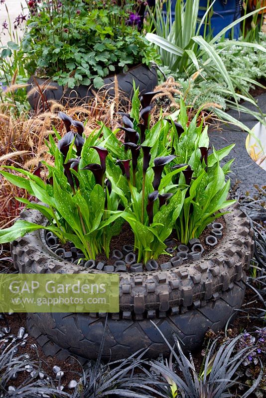 Zantedeschia planted in recycled tyres, surrounded by Ophiopogon planiscapus 'Nigrescens'. The Ace of Spades Garden, sponsored by Domoney Ltd - Silver-Gilt Flora medal winner for Urban Garden at RHS Chelsea Flower Show 2009
