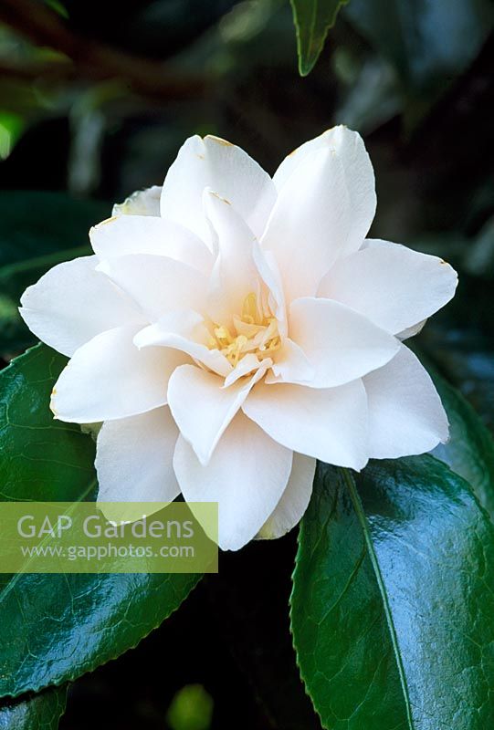 Camellia japonica 'Hagoromo' syn 'magnoliiflora'