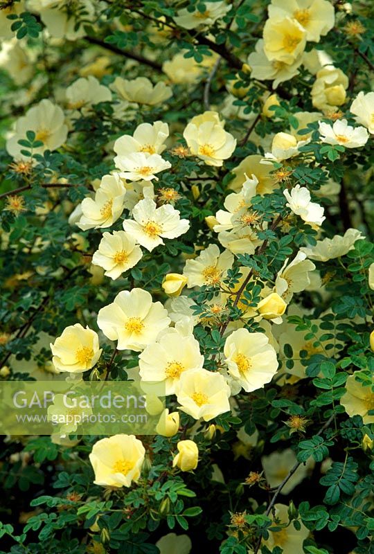 Rosa pimpinellifolia 'Ormiston Roy'