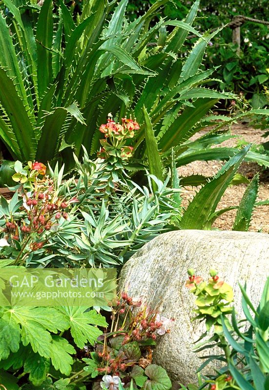 Dry gravel garden planted with Euphorbia rigida, Geraniums with boulder, London
