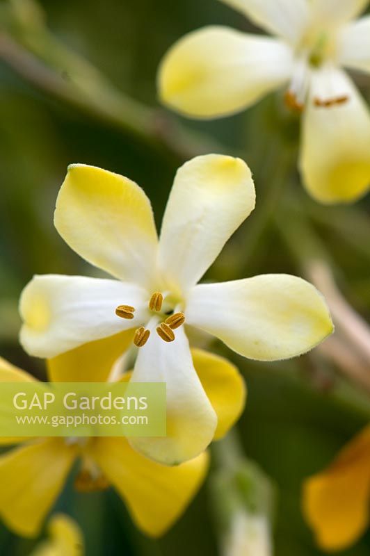 Hymenosporum flavem - Cranbourne Botanical Gardens, Australia