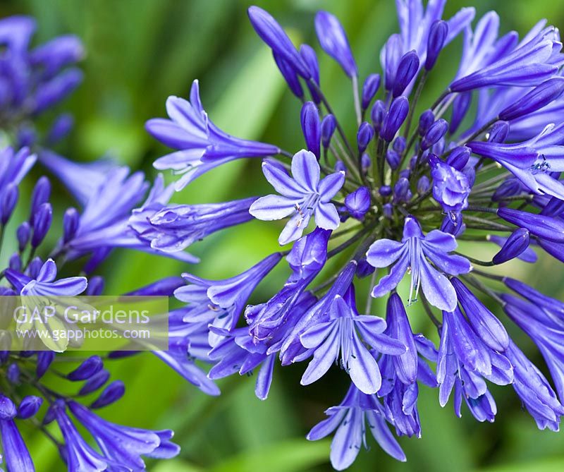 Agapanthus 'Headbourne Hybrids'- African Blue Lily in late summer at Lilac Cottage