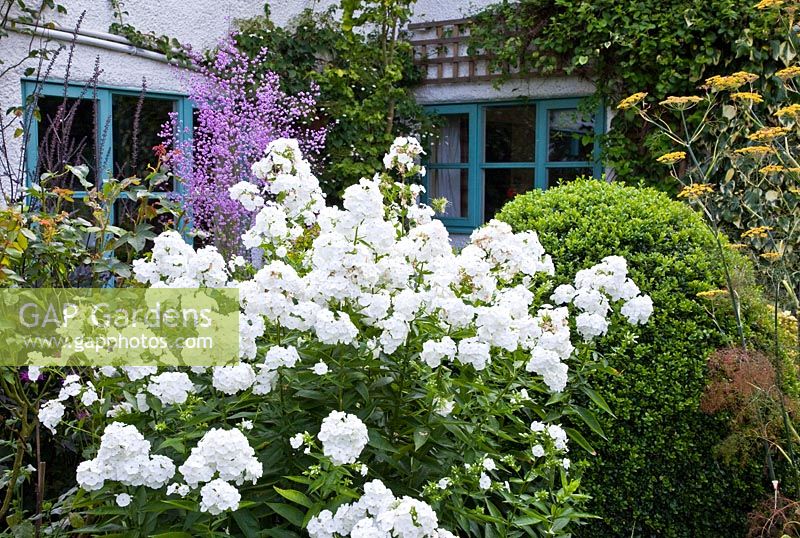 Phlox Paniculata 'David' in border with Thalictrum in late summer at Lilac Cottage