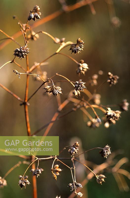 Seedheads of Thalictrum rochebruneanum in Piet Oudolf's garden, Hummelo, The Netherlands