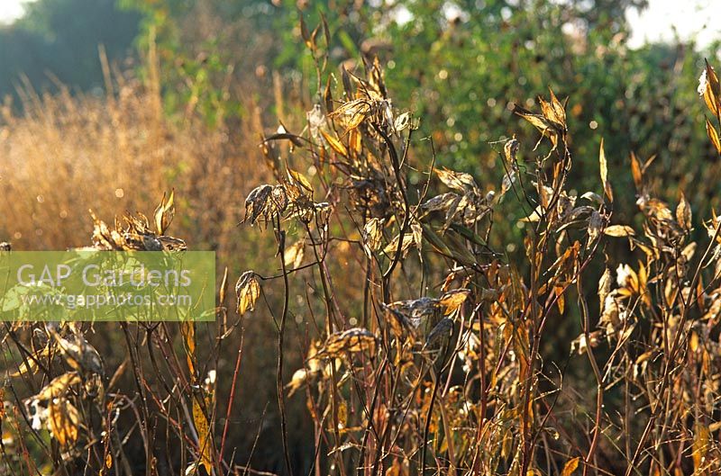 Seedheads of Asclepias incarnata in autumn at Piet Oudolf's garden, Hummelo, The Netherlands