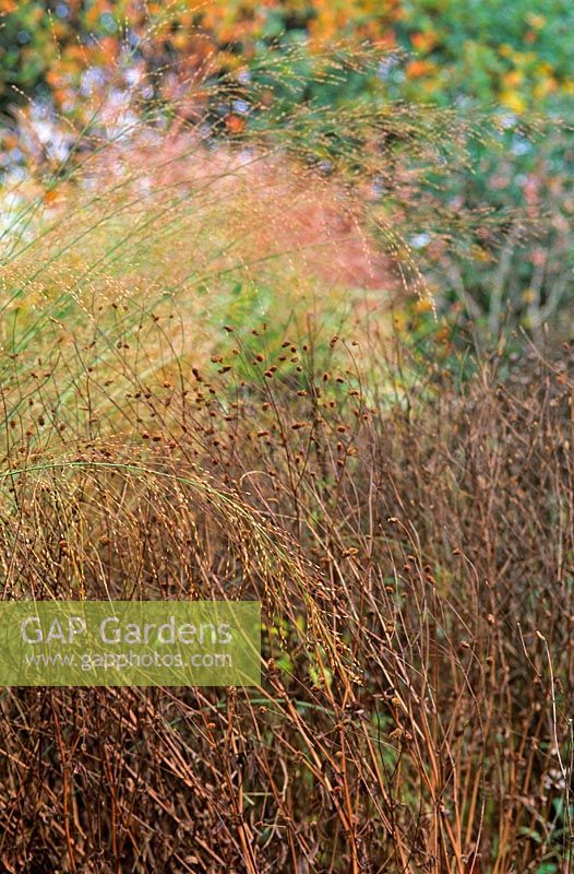 Molinia caerulea 'Transparent' seedheads and autumn foliage of Sanguisorba 'Red Thumnder' at Piet Oudolf's garden, Hummelo, The Netherlands