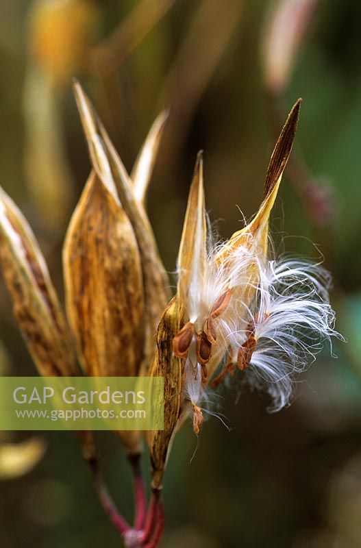 Seedheads of Asclepias incarnata in autumn at Piet Oudolf's garden, Hummelo, The Netherlands