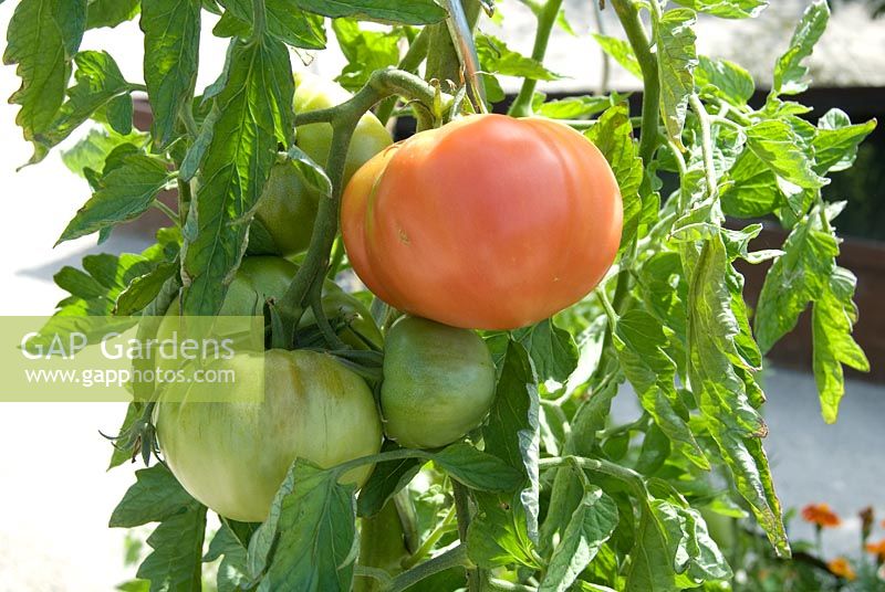 Lycopersicum - Tomato 'Rose de Berne'