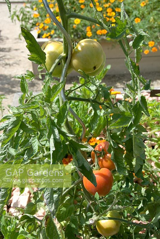 Lycopersicum - Tomato 'Saint Pierre'