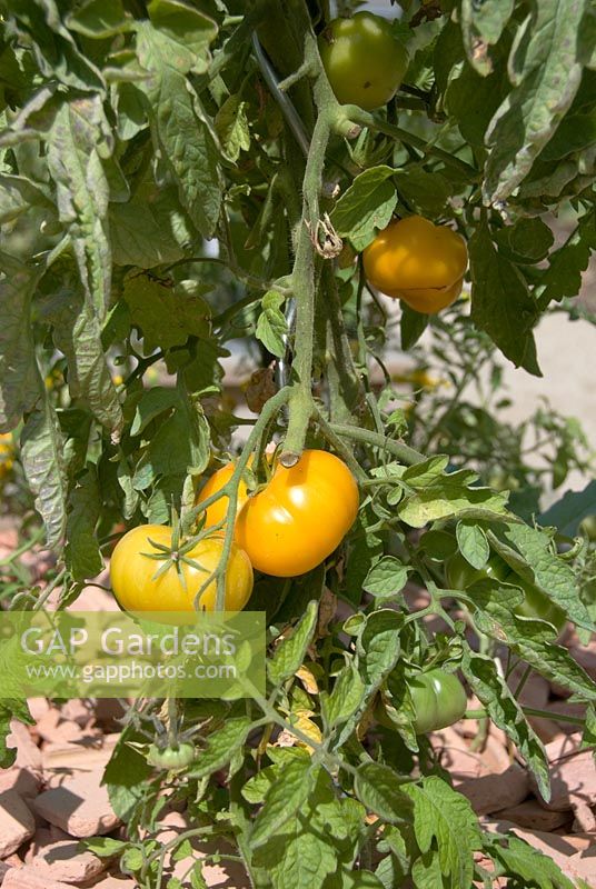 Lycopersicum - Tomato 'Jaune St Vincent'
