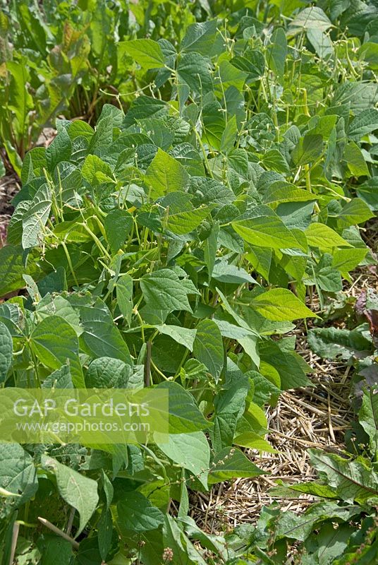 Phaseolus vulgaris - Haricot Bean planted in rows on vegetable plot