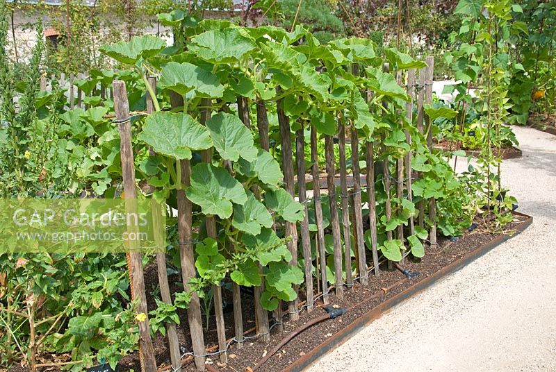 Vegetable plot with Cucurbita - Squash plant trained onto paling fence